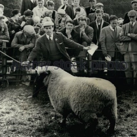 Concours d'élevage de moutons en 1963, Jim n'a jamais renié son héritage d'élèveur